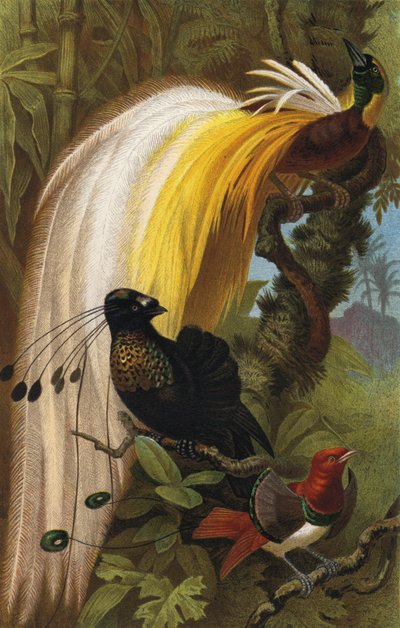 Uccello del paradiso da European School